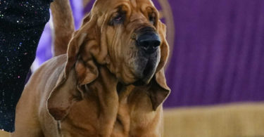 Who Won 146th Westminster Dog Show In 2022 Winner Name Revealed Prize Money Breed Result Group Winners